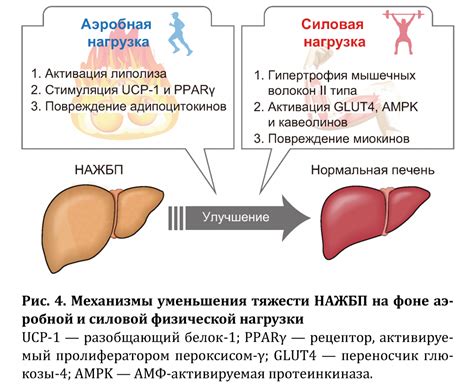 Связь гомоцистеина с развитием сердечно-сосудистых заболеваний