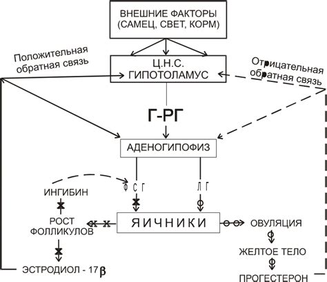 Связь гормонов и репродуктивной функции