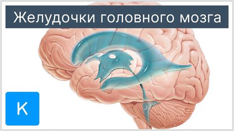 Связь между неравномерным развитием желудочков в мозге и особенностями организма