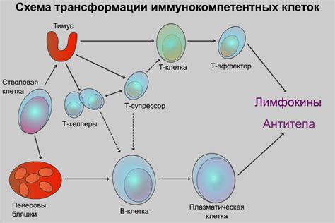 Связь ткани тимуса с иммунной и эндокринной системами