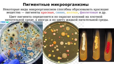 Секреты повышения контрастности в окраске микроорганизмов