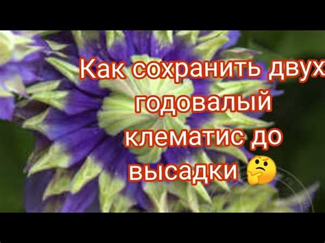 Секреты успешного размножения: советы и рекомендации от опытных родителей Тока-Бока