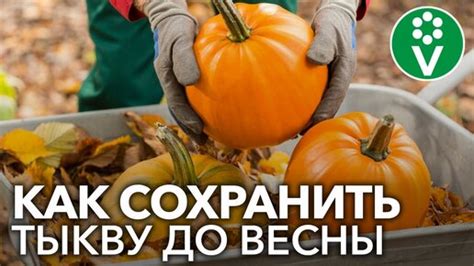 Секреты эффективного хранения тюссо в домашних условиях