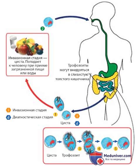 Симптомы инфекции Entamoeba coli у маленького ребенка