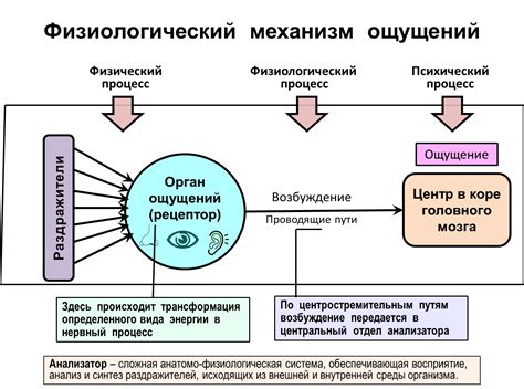 Синий и золотой: восприятие окружающего мира в различных оттенках