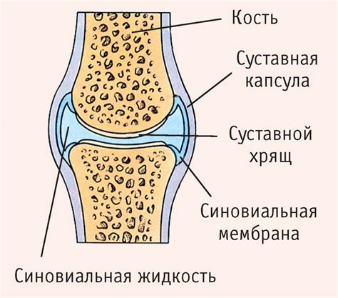 Синовиальная жидкость: регулирующий элемент функционирования коленного сустава