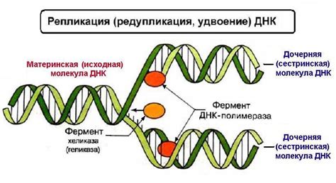 Синтез РНК: процесс и регуляция