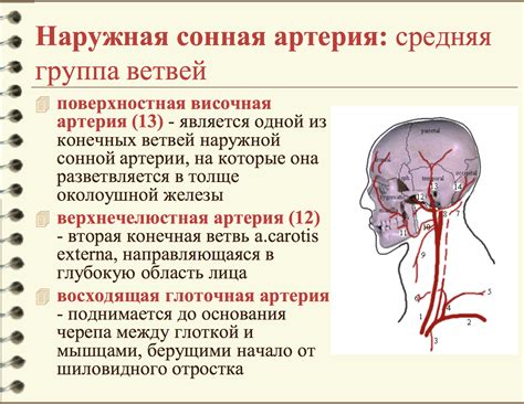 Слезные артерии