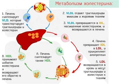 Снижение уровня атерогенных липопротеинов у женщин: эффективные стратегии