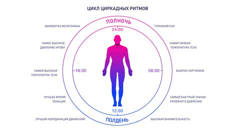 Совет 1: Оптимальное питание и цикл сна