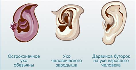 Современные толкования украшения в ушной раковине у представителей казачества