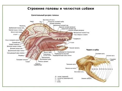 Создание виду собачьей головы