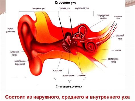 Создание уникальных фелинных органов слуха в Городе Пони