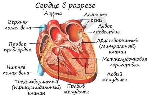 Сообщение от сердца