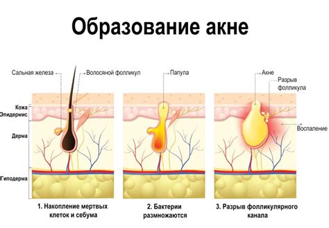 Состав гусиной кожи и его роль в поддержании здоровья