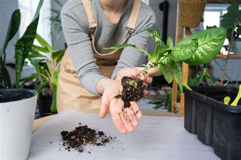 Сохранение здоровья растения: уход за корнями и пересадка