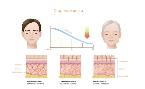 Сохранение молодости кожи благодаря веществу, стимулирующему синтез коллагена