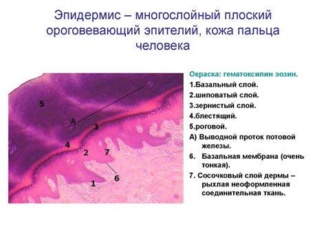 Специфические особенности вовлечения эпителиальных клеток воспаления Нильм