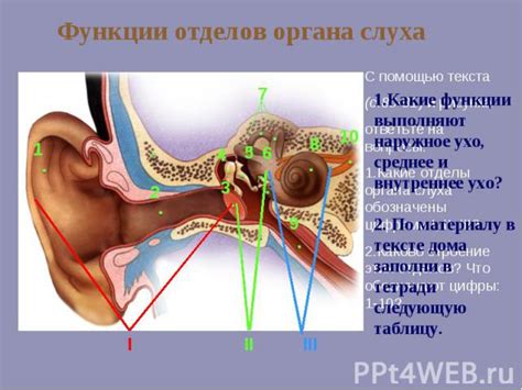 Способности ушей: органы слуха и их функции