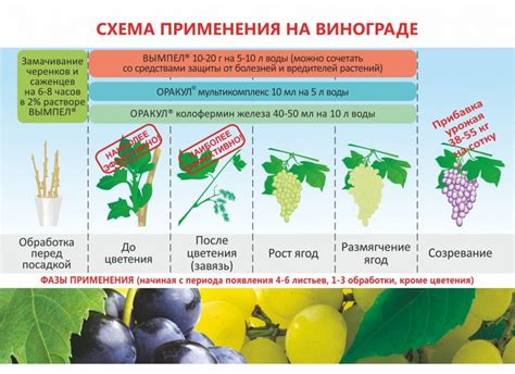 Сроки и частота обработки винограда