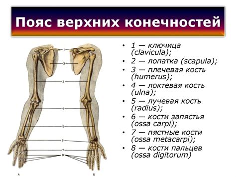 Строение тела и конечностей