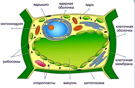 Структура и множественные функции центральной части клетки растений