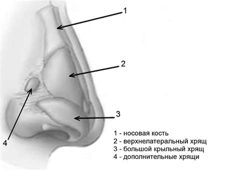 Структура и составление носа: основные элементы анатомии