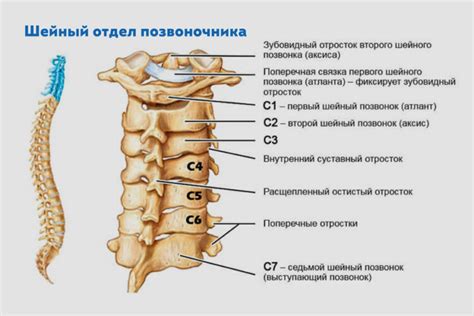 Структура и состав узелков поммера: понимание важности анатомии позвонок