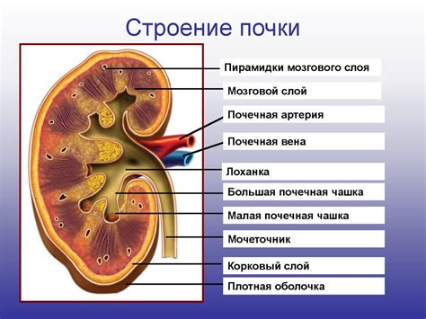 Структура и функции органов почек