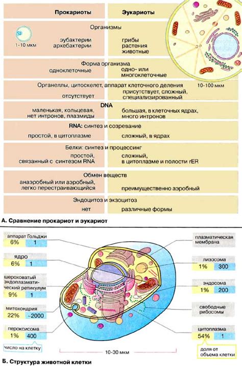 Структура клетки: ключевые компоненты и их функции