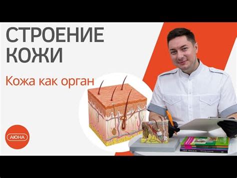 Структура лица: основы, компоненты и их взаимосвязь