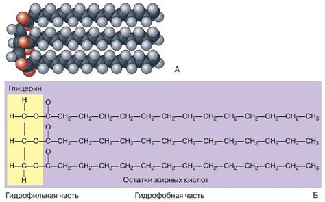Структура молекулы жира: от кислот до глицерина