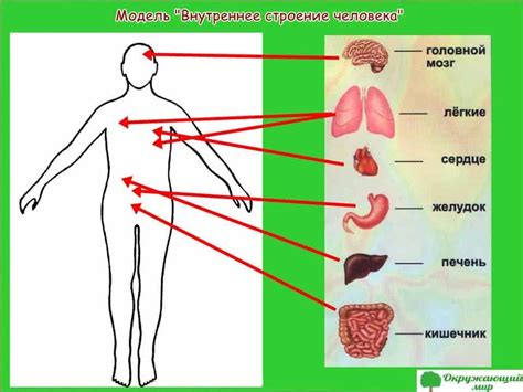 Структура органов и систем организма