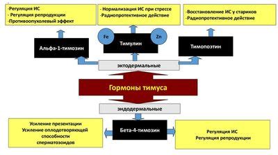 Структура ткани тимуса в его передней области