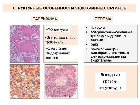 Структурные особенности клеток с аналогичной морфологией