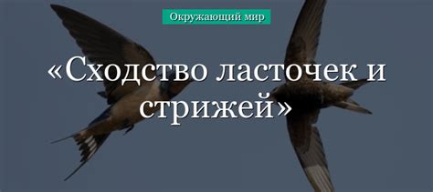 Стук ласточки в окно: заблуждения и действительность