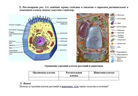 Сходства и отличия глиобластомы и астроцитомы