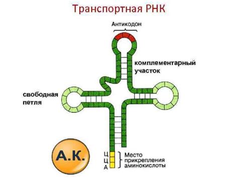 ТРНК: соединительное звено между генетическим кодом и аминокислотами