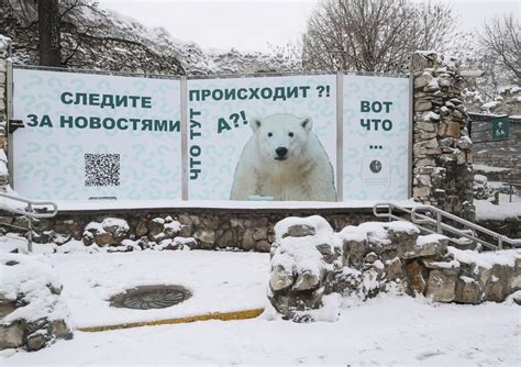 Тайна исчезновения медведя Диксона: первые предположения