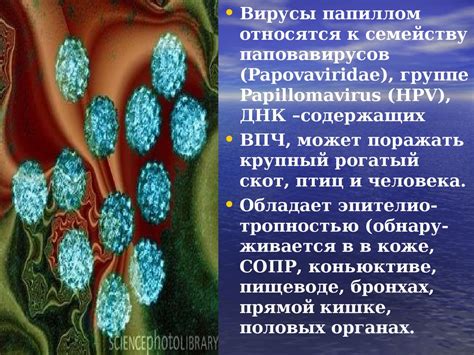 Терапия и профилактика варианта 16 вируса папилломы человека: весь спектр методов и их результаты