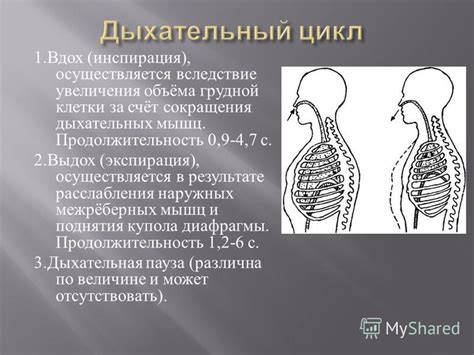 Техника "Шоколадное дыхание" для расслабления дыхательных мышц