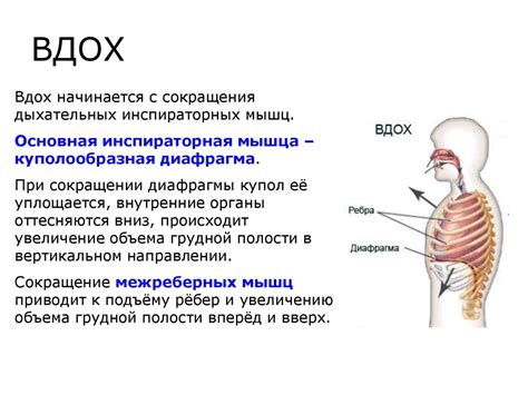 Техника медитативного дыхания с задержкой вдоха и выдоха