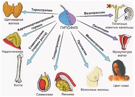 Типы гормонов и их специфическое действие