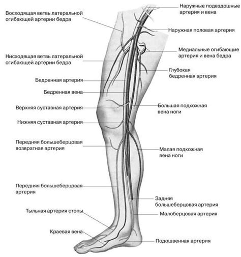 Толкование энергетических проявлений в левой нижней конечности