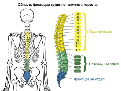 Травмы и повреждения позвоночного столба как причина ограничения подвижности седалищного нерва