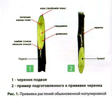 Требования к почве для успешного развития и процветания розовых растений