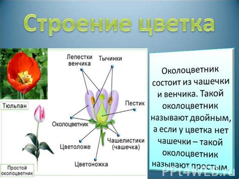 Третий этап: формирование чашечки цветка