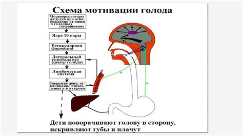 Увеличение ощущения насыщения и регуляция аппетита