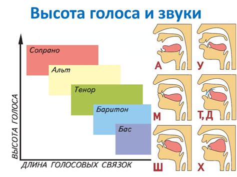 Укрепление связей в голосовом аппарате