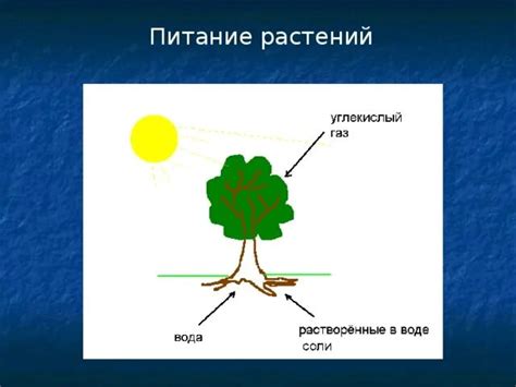 Улучшение питания растения